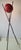 1950s Vintage Trippiede Floor Lamp by Angelo Brotto for Esperia Italy, 1950s For Sale - Image 5 of 13