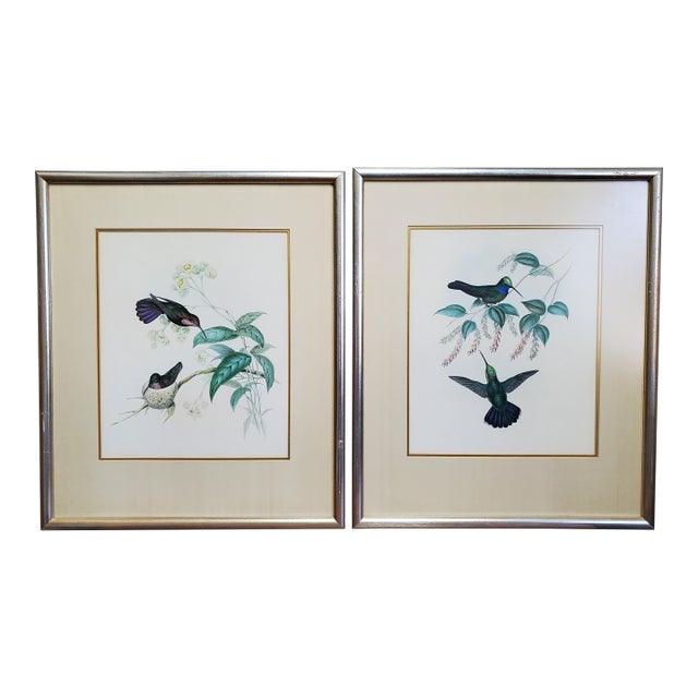 Antique Framed Hummingbird Prints, Porphyry-Tailed Mango, Villavicencio’s Sabre-Wing Original Pl. 47 & 81, j.gould C1855 For Sale