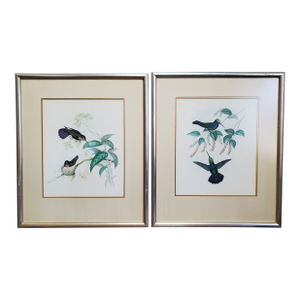 Antique Framed Hummingbird Prints, Porphyry-Tailed Mango, Villavicencio’s Sabre-Wing Original Pl. 47 & 81, j.gould C1855