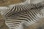 Originating from Africa, this 6x10 premium Burchell zebra hide is a striking addition to Rug & Kilim’s Contemporary...