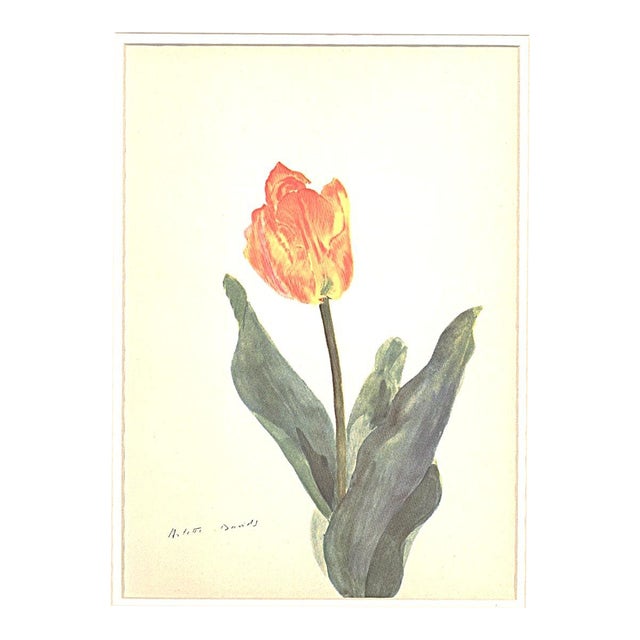 1940 Mid-Century Botanical Lithograph-Tulip by Arlette Davids- Double Matted For Sale