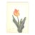 1940 Mid-Century Botanical Lithograph-Tulip by Arlette Davids- Double Matted For Sale