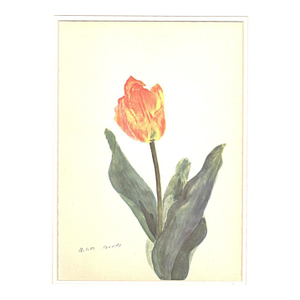 1940 Mid-Century Botanical Lithograph-Tulip by Arlette Davids- Double Matted