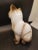 Figurative Vintage Enesco Siamese Kitten Statue For Sale - Image 3 of 6