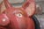 Pink Vintage German Carved and Painted Black Forest Pig Mounted Wall Sculpture For Sale - Image 8 of 10
