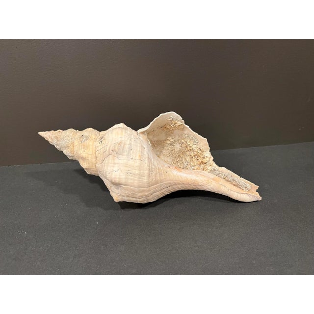 A rare, old natural horse conch with an inside wall that is encrusted with barnacles. There are a few holes on the...