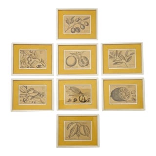 Large Scale British Colonial Style Framed Tropical Fruit / Botanicals -S/9 For Sale