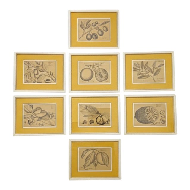 Large Scale British Colonial Style Framed Tropical Fruit / Botanicals -S/9 For Sale