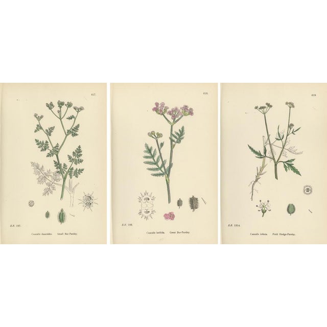 Black Sowerby, Bur-Parsley Plates, 1902, Prints, Set of 3 For Sale - Image 8 of 9