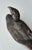 Scandinavian Folk Art Carved Decoy Duck, Denmark, 1910s For Sale - Image 10 of 13