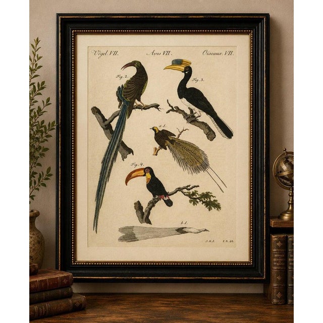 Original antique print of toucan, hornbill and birds of paradise by bertuch, c.1790 original antique hand-colored copper...