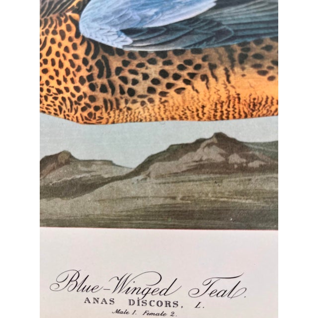 American 1964 Audubon Folio Lithograph Great Bird Paintings – “Blue Winged Teal” 14x17 For Sale - Image 3 of 6