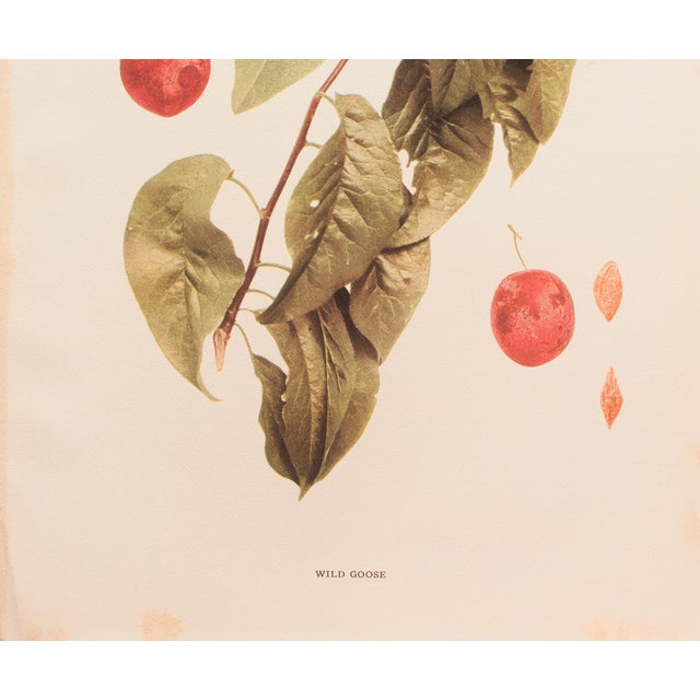 Farmhouse 1900s U. P. Hedrick, Original Antique Photogravure of Wild Goose Plums For Sale - Image 3 of 7