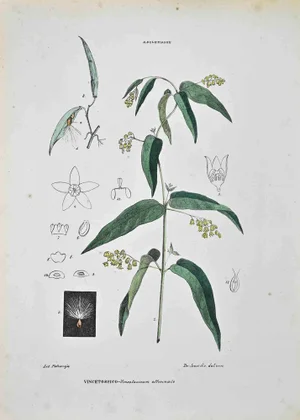 Vincenzo Tenore, The Esclepiadee, Lithograph, 1870s