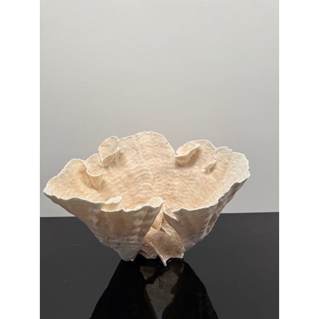 Late 20th Century Large Specimen White Cup Coral For Sale - Image 5 of 11