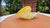 1970s Vintage Murano Glass Shell Cornucopia Vase, 1970s For Sale - Image 5 of 7