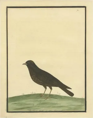Eleazar Albin, The Black Lark, 1730, Hand-Colored Engraving