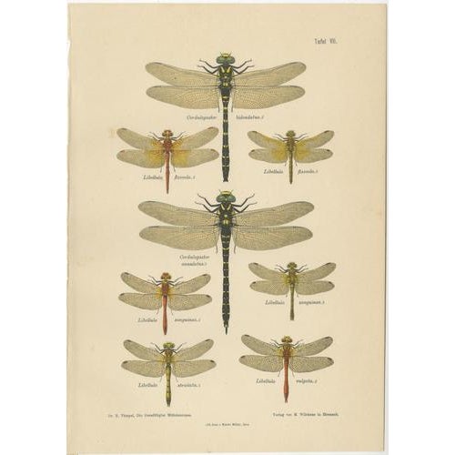 1900 - 1909 Dragonfly & Damselfly Lithographs by Richard Tümpel, 1908, Set of 3 For Sale - Image 5 of 14