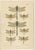1900 - 1909 Dragonfly & Damselfly Lithographs by Richard Tümpel, 1908, Set of 3 For Sale - Image 5 of 14