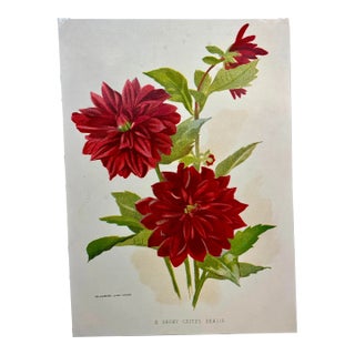 Antique Botanical Print From England Showcasing Vibrant Red Cactus Dahlia Flowers With Bright Green Foliage - Circa 1892 For Sale