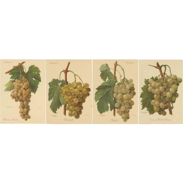 Green and White Grape Varieties, 1890s, Paper, Set of 4 For Sale - Image 6 of 6