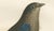 This exceptional antique bird print, entitled "L'Hirondelle bleue", features a resplendent illustration of a blue swallow,...
