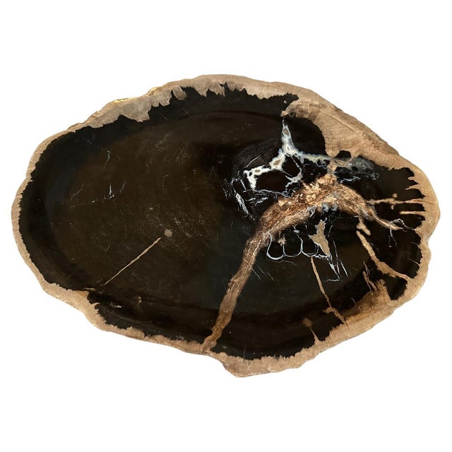 Beautiful contrasting tones and markings on this petrified wood shallow dish. Polished on both sides with a live edge and...