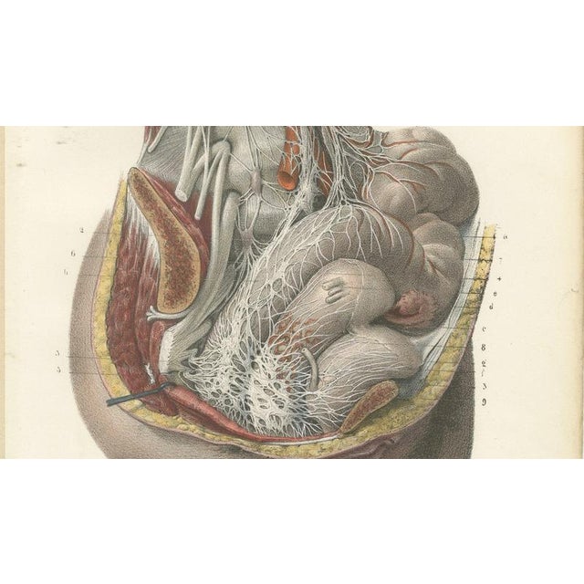 Hirschfeld and Leveille, Nerves of the Male Pelvic Viscera, 1866, Paper For Sale - Image 4 of 8