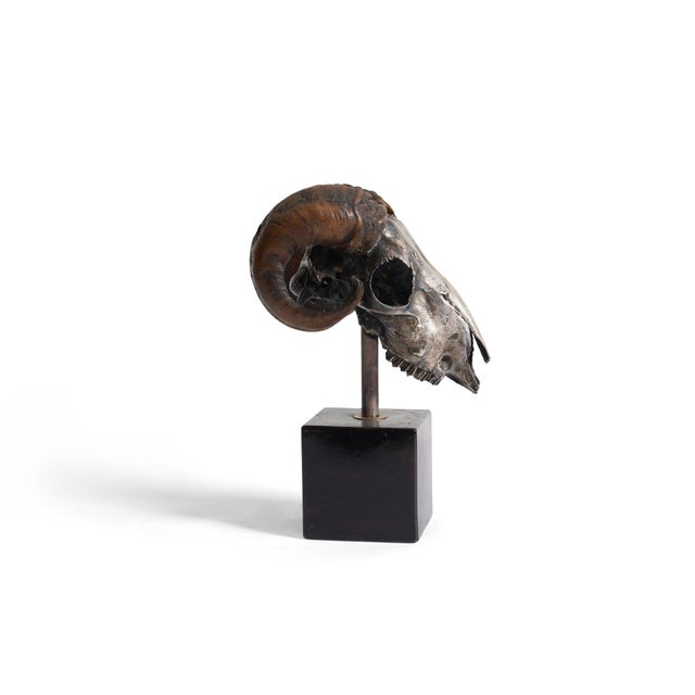 Traditional Ram's Skull Silver Plated For Sale - Image 3 of 8