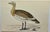Antique Hand Tinted Bird Print From England Featuring a Brown & Tan Great Bustard - Circa 1888. Print measures 7 3/8” W x...