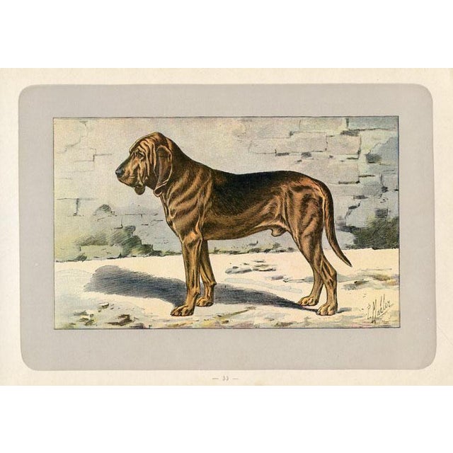 Original antique chromolithograph Dog print from an early 1900s guide to Dogs and Game published by a French manufacturer...