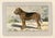 Original antique chromolithograph Dog print from an early 1900s guide to Dogs and Game published by a French manufacturer...