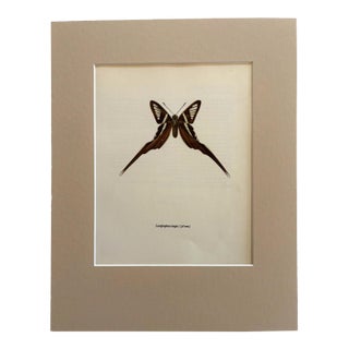 Vintage 1965 Butterfly Print in 11x14 Mat: Lamproptera Meges/Green Dragontail For Sale