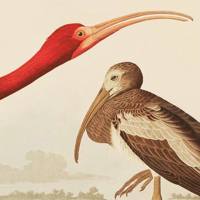 Chinoiserie 1990s Scarlet Ibis After Audubon, Large Chinoiserie Style Print For Sale - Image 3 of 12