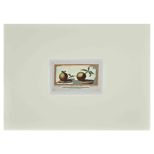 Francesco Cepparuli, Antiquities of Herculaneum, Original Etching, 18th Century For Sale