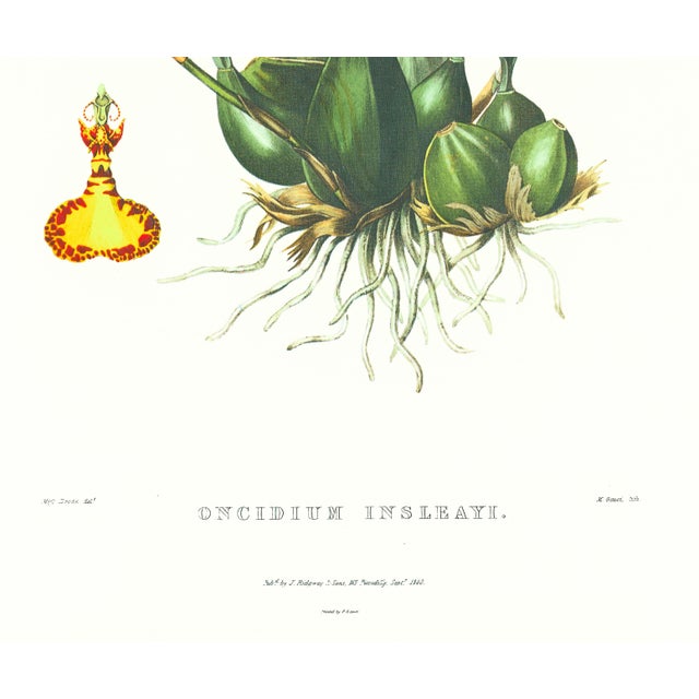 Realism Large 1973 Orchid Flower Lithograph "Oncidium Insleayi" (Mr. Insleay's Oncidium) After James Bateman For Sale - Image 3 of 6