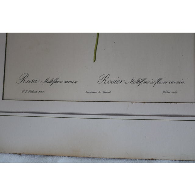 Vintage Lithographic Prints of Roses From Remond Paintings - A Pair For Sale - Image 4 of 5