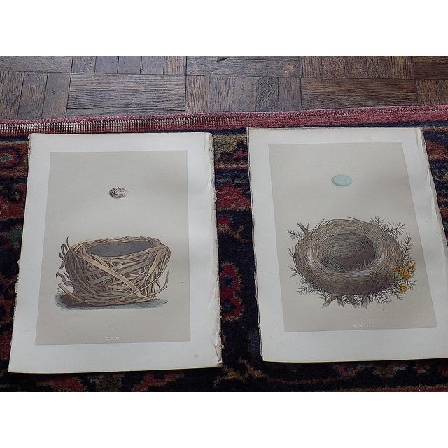 Realism Antique 19th Century Hand Colored Bird Nest & Egg Lithographs - Set of 12 For Sale - Image 3 of 9