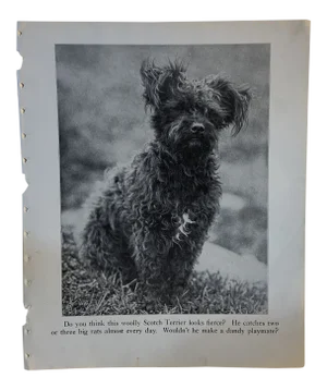 1933 Dog Illustration Scotch Terrier Print