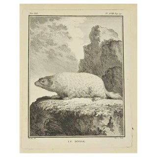 Bernard Baron, Le Bobak, Etching, 1771 For Sale