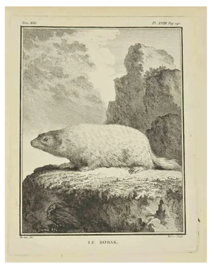 Bernard Baron, Le Bobak, Etching, 1771