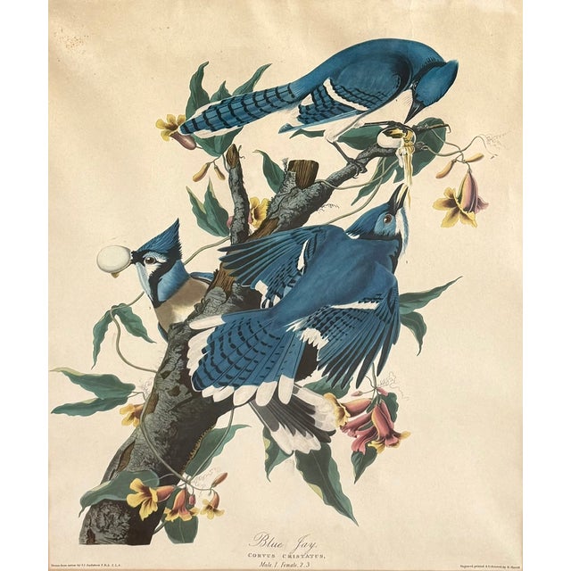 Pair of Vintage Framed Bird Illustration Lithographs by John James Audubon For Sale - Image 11 of 17