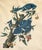 Pair of Vintage Framed Bird Illustration Lithographs by John James Audubon For Sale - Image 11 of 17