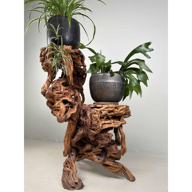 Wood Large Japanese Burl Root Wood Plant Stand, 1920s For Sale - Image 7 of 18