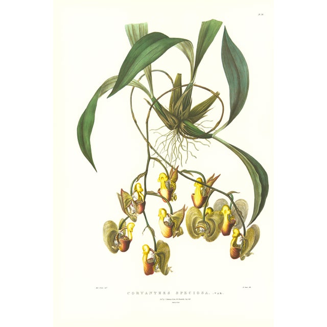 Large 1973 Orchid Flower Lithograph "Coryanthes Speciosa" (Mr. Rucker's Variety of Coryanthes Speciosa) After James Bateman For Sale