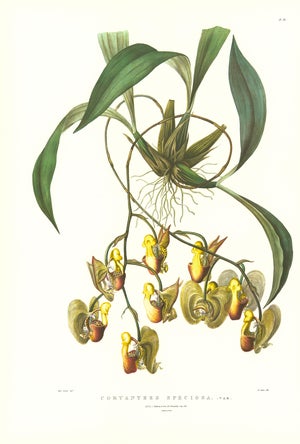 Large 1973 Orchid Flower Lithograph "Coryanthes Speciosa" (Mr. Rucker's Variety of Coryanthes Speciosa) After James Bateman