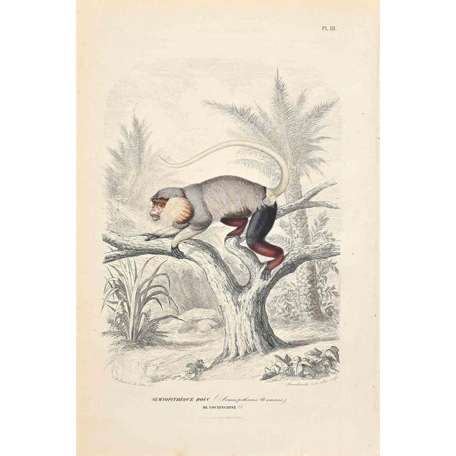 Langur is an original lithograph on ivory-colored paper, realized by Paul Gervais (1816-1879). The artwork is from The...