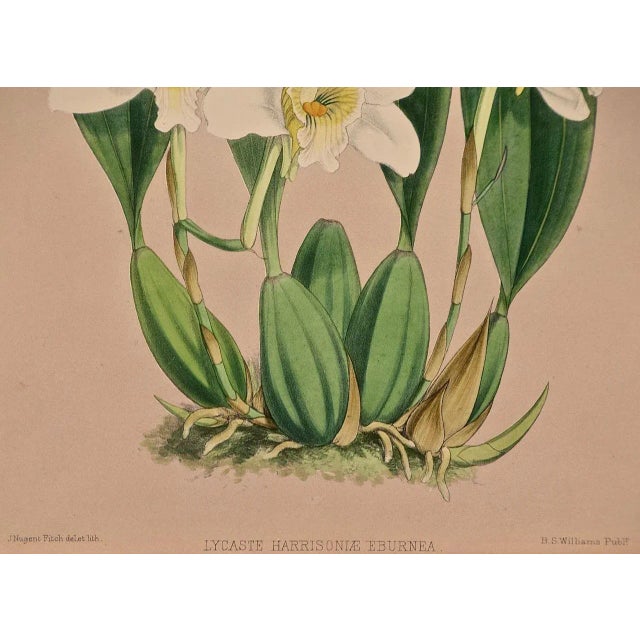 Late 19th Century Orchids" Framed 19th C. Hand-Colored Engraving of "Lycaste Harrisoniae" by Fitch, 1882 For Sale - Image 5 of 7