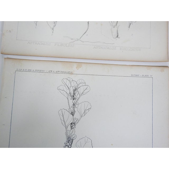 Set of 6 antique mid 19th century lithograph on paper botanical book plate. Published by the US Pacific Railroad...