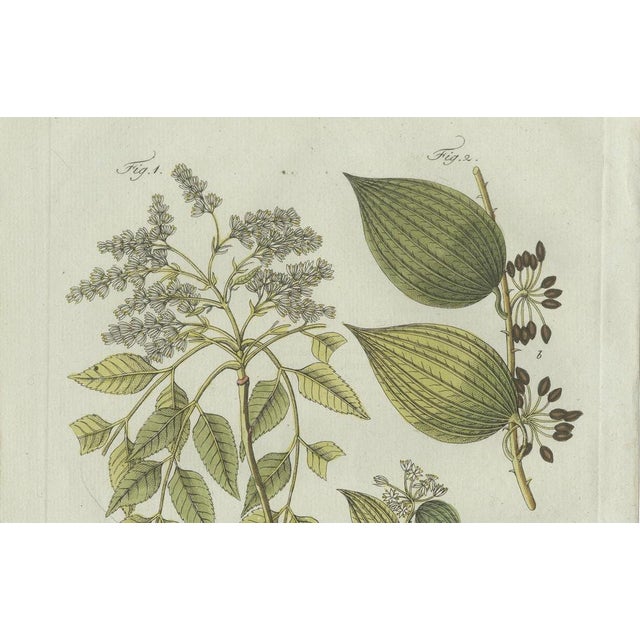 Bertuch, Licorice and Carob, 1805, Engraving For Sale - Image 10 of 12